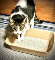 Midlee Disposable Cat Litter Boxes Pack of 5- Travel Portable Pet Tray Liner