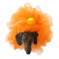 Midlee Loofah Dog Halloween Costume (X-Large, Orange)