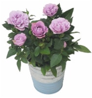 Mother's Day Fresh Mini-Rose Plant in 4 inch Container Perspective: Main