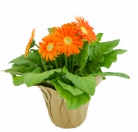 Aldershot Greenhouses 6" GERBERA DAISY Perspective: Main