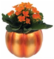 Aldershot Greenhouses Potted Copper Pumpkin Kalanoche
