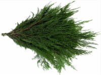 Holiday Fresh Cedar Bunch