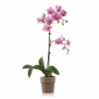 Single Stem Potted Orchid Perspective: Main