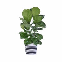 Potted Ficus Lyrata in Black and White Rope Basket