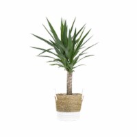Potted Yucca in Beige and White Wicker Basket