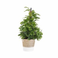 Potted Monstera Adansonii in Beige and White Wicker Basket