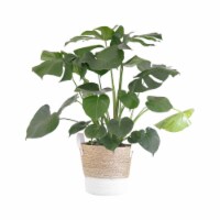 Potted Monstera Deliciosa in Beige and White Wicker Basket
