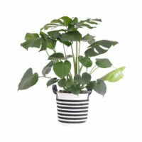 Potted Monstera Deliciosa in Black and White Rope Basket
