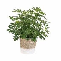 Potted Schefflera Arboricola in Beige and White Wicker Basket