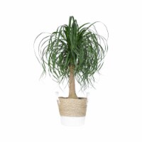 Potted Ponytail Palm in Beige and White Wicker Basket