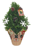 The Pinery #2 Leyland Cypress Deocr Tree Perspective: Main