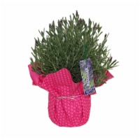 Potted Lavender Perspective: Main