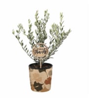 Olive Tree Perspective: Main