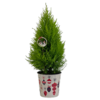 Holiday Fresh Live Mini-Tree with Lemon Cypress Perspective: Main