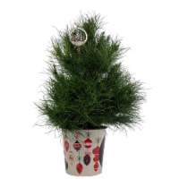 Holiday Fresh Live Mini-Tree with Leyland Cypress