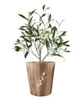 Olive Tree Upgrade