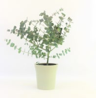 Natural Eucalyptus in Pot Perspective: Main