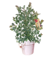 Natural Potted Eucalyptus Perspective: Main