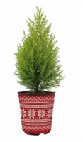 8" Lemon Cypress Deco Perspective: Main