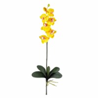 Phalaenopsis Stem (Set of 12) - Orchid