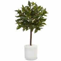 2-in Sweet Bay Tree in White Cylinder