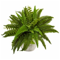 14-in Boston Fern in White Planter