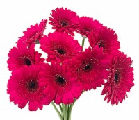 Gerbera Daisy Bouquet