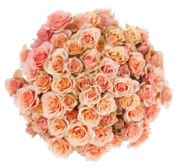 Big Bunch Spray Rose Perspective: Main