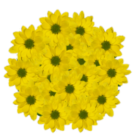 Yellow Daisy Bunch