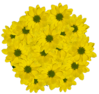 Assorted Daisy Bunches - Yellow