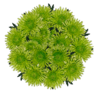 Novelty Pom Bunch
