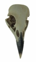 Corvus Bird of Prophecy Gothic Raven Skull Hanging Statue
