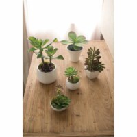 Kalalou CYF1051 8 x 10.5 in. Artificial Succulents W White Ceramic Pots, Multi Color - Set of
