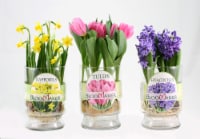 Floral Fresh Tulip Bulbs in Vase Perspective: Main