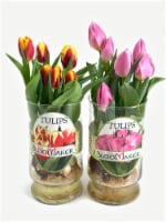 Tulips in Glass Vase