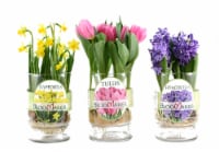 Floral Fresh Daffodil Bulbs in Vase Perspective: Main