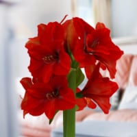Bloomaker USA COL-00792 Bloomaker Red Lion Amaryllis Bulbs, 26-28cm + - Pack of 5