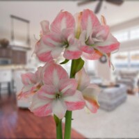 Bloomaker.com COL-00798 Bloomaker  Apple Blossom Amaryllis Bulbs, 26-28cm+ - Pack of 5