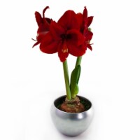Bloomaker USA COL-00599 Bloomaker Silver Tin Amaryllis Bulb Kit - Red Velvet