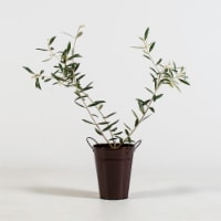 Olive Tree in Decorative Planter (1 ea)