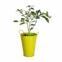 Lime Tree in Decorative Planter (1 ea) Perspective: Main