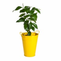 Lemon Tree in Decorative Planter (1 ea) Perspective: Main