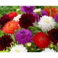 Karma Dahlia Bulb Mixture (8 pack)