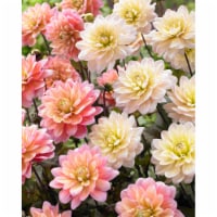 Dahlia Candy Bulb Mixture (6 pack)