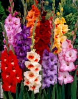 Tropical Gladiolus Bulb Mixture (50 pack)