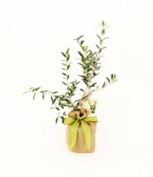 The Magnolia Company Fruiting Medium Olive Tree Perspective: Main
