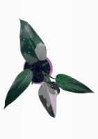 Pink Princess Philodendron Perspective: Main