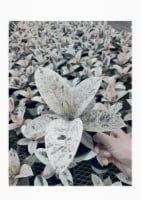 Ficus Shivereana Houseplant Perspective: Main