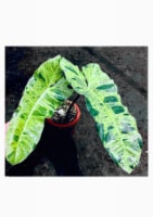 Paraiso Verde Philodendron