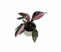 Valentine's Day Fresh Pink Marble Philodendron in Pot Perspective: Main